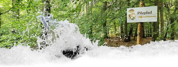 Pilzlehrpfad Vierburgwald