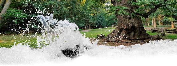 Ivenack: tausendjährige Eiche