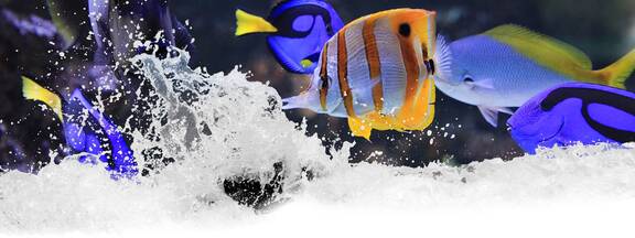 Stralsund: Meeresmuseum