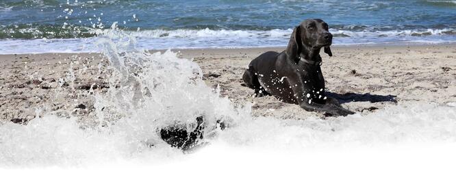 Ostern mit Hund an der Ostsee
