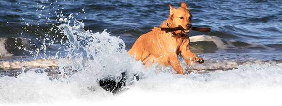Ostsee-Urlaub mit Hund