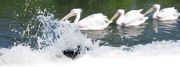 Tiergärten entlang der Ostsee