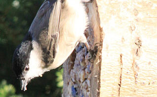 Vogelfutter herstellen - Futterspender - Sumpfmeise an der mit Fettfutter gefüllten Baumscheibe