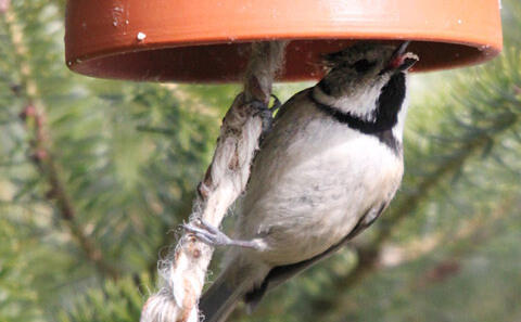 Vogelfutter herstellen Futterglocke - Haubenmeise