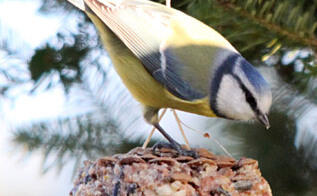 Vogelfutter herstellen - Blaumeise am mit Fettfutter gefüllten Kiefern- / Pinienzapfen