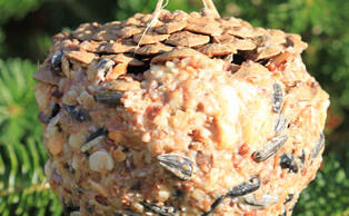 Vogelfutterrezept,  Vogelfutter selber machen - mit Fettfutter gefüllter Kiefern- / Pinienzapfen