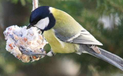 Vogelfutter herstellen - Kohlmeise am Meisenknödel