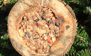 Vogelfutter herstellen - Futterspender - mit Fettfutter gefüllte Baumscheibe