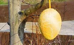 Gefüllter Bratapfel