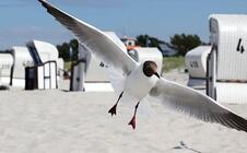 Ferienwohnung, Ferienhaus, Zimmer suchen - finden - buchen
