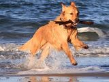 Urlaub mit Hund an der Ostsee
