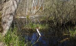 Seen der Insel Rügen
