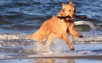 Hundestrände, Kurtaxe, hundefreundliche Ferienwohnungen