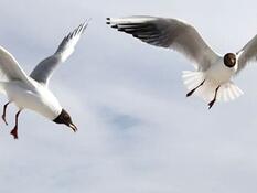 Aktuelles Fischland-Darß-Zingst-net