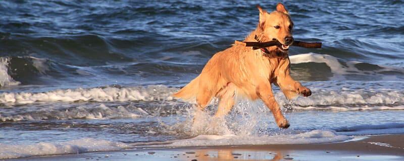 Urlaub mit Hund an der Ostsee